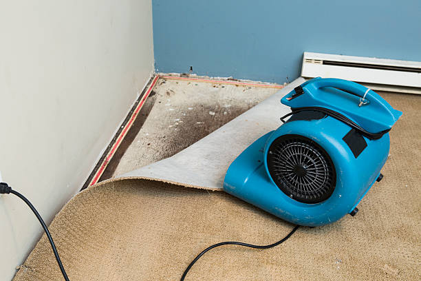 Best Professional water damage repair  in Madison, GA